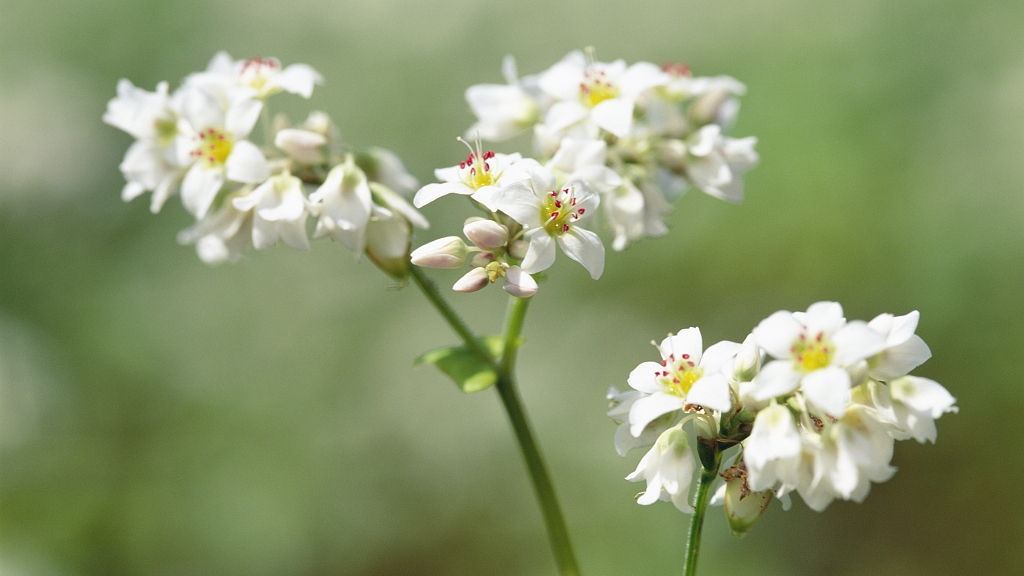 Buckwheat Honey
