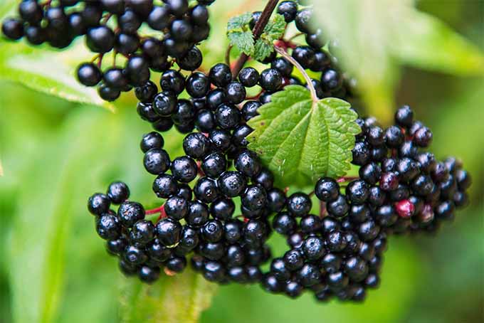 Elderberry Infused Honey