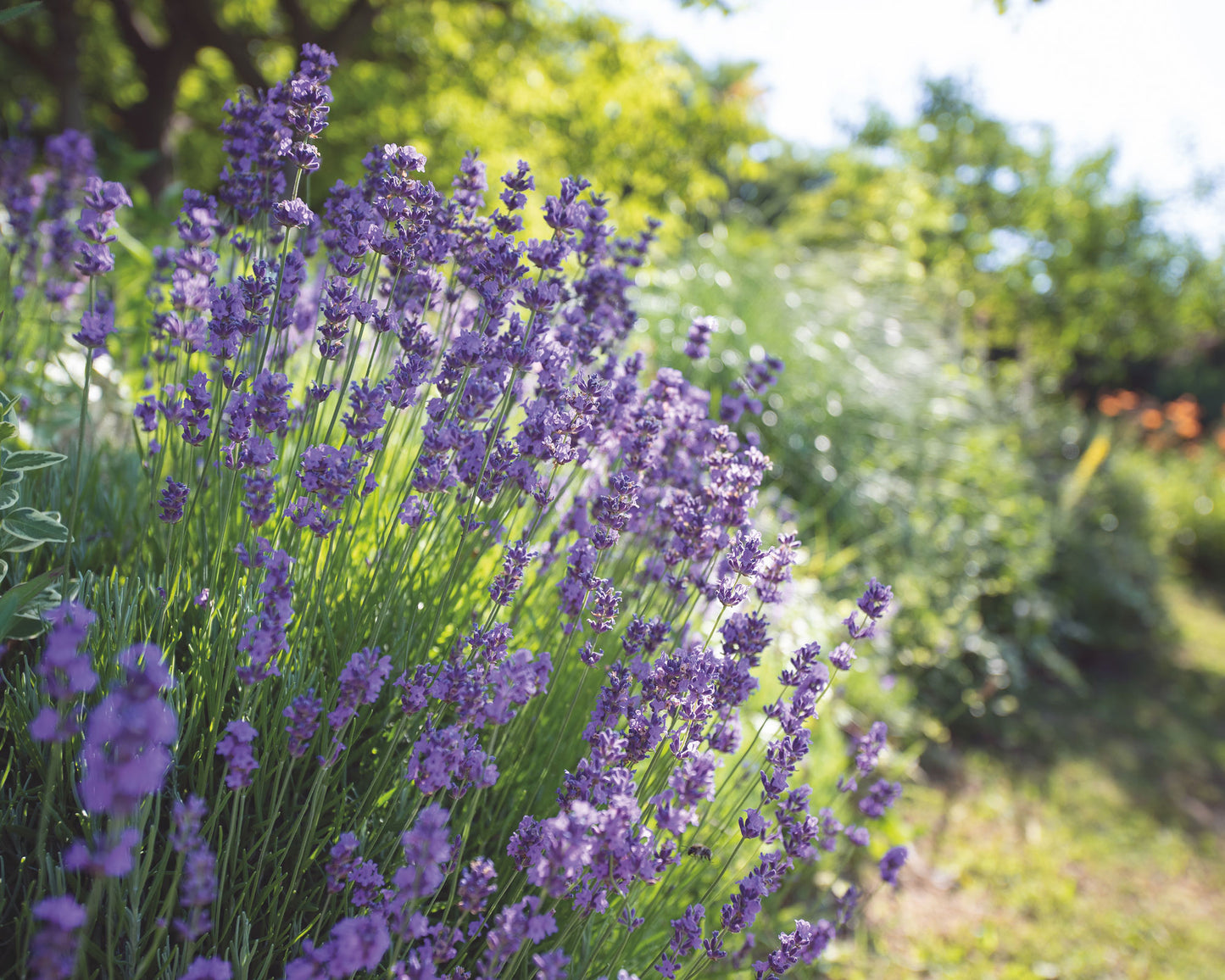 Lavender Infused Honey