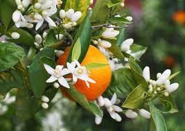 Florida Orange Blossom Honey