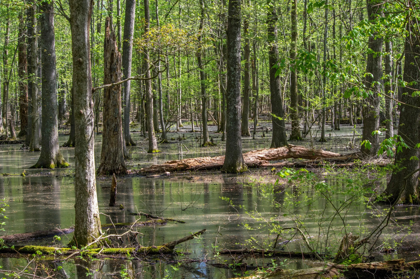 South Carolina Mingo Swamp Honey