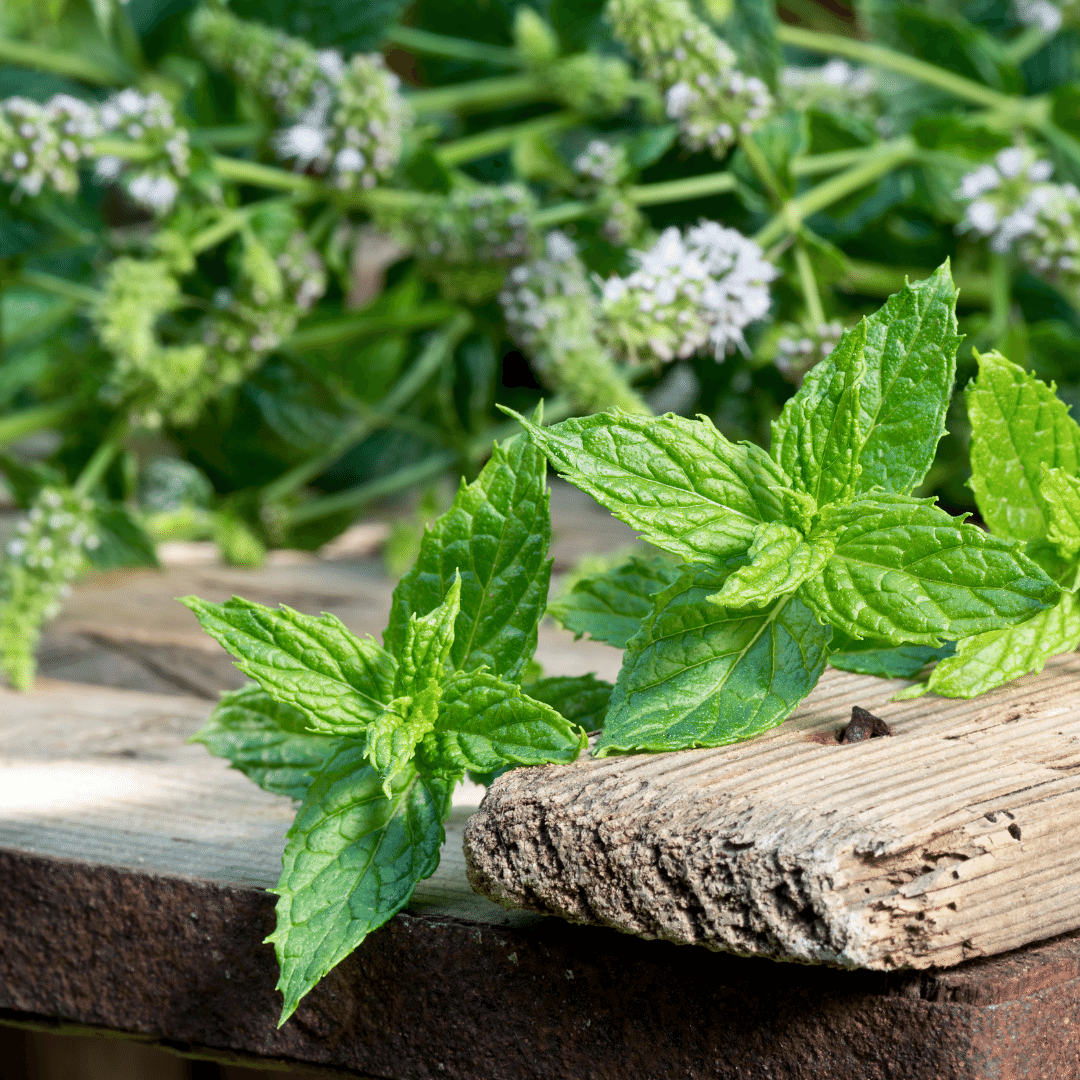 Peppermint Infused Honey