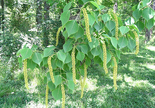 Varietal Honey - Lousiana Tallow